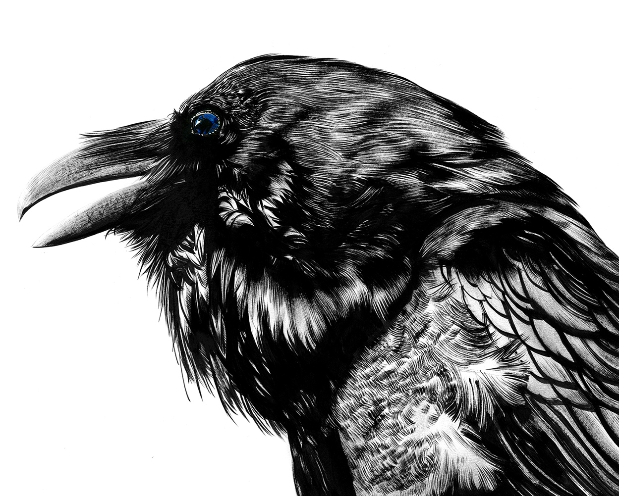 Corvo